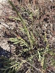Dipsacoideae