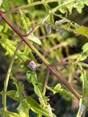 Blepharida