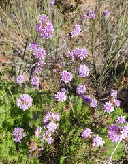 Selago villicaulis