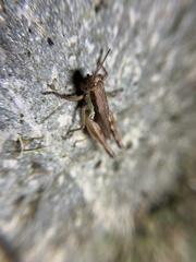 Pseudoxya diminuta