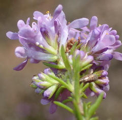 Selago villicaulis