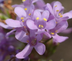 Selago villicaulis