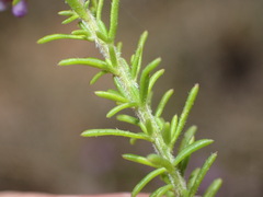 Selago villicaulis