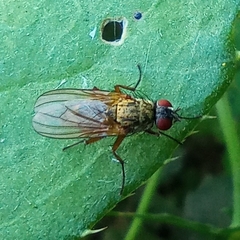 Anthomyiidae