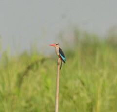 Halcyon leucocephala