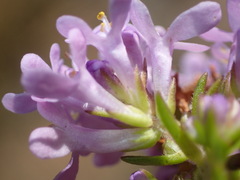 Selago villicaulis