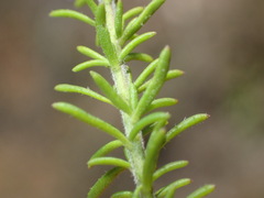 Selago villicaulis