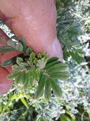 Indigofera praetermissa