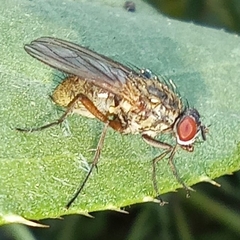 Anthomyiidae