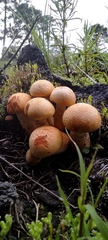 Gymnopilus