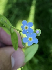 Myosotis scorpioides