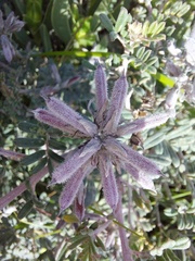 Indigofera praetermissa