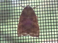 Ipimorpha pleonectusa