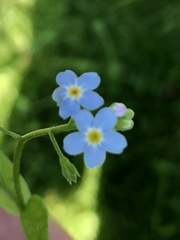Myosotis scorpioides
