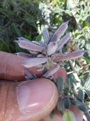 Indigofera praetermissa