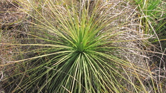 Xanthorrhoea brunonis