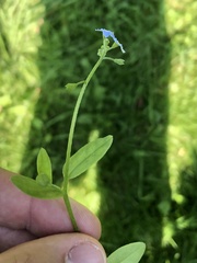 Myosotis scorpioides