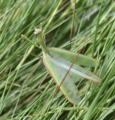 Mantis religiosa