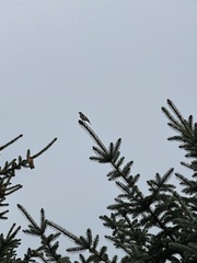 Carduelis carduelis