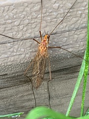 Nephrotoma ferruginea