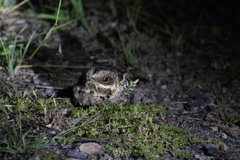Caprimulgus asiaticus