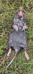 Cratogeomys merriami