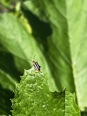 Disonycha glabrata