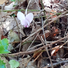 Cyclamen hederifolium