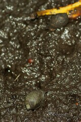 Neogastropoda
