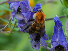 Bombus schrencki