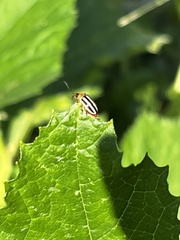 Disonycha glabrata
