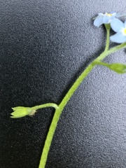 Myosotis scorpioides
