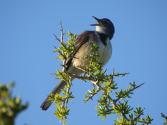 Motacilla capensis capensis
