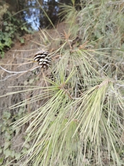 Pinus halepensis
