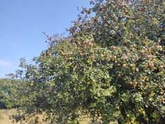 Malus sylvestris