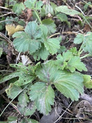 Waldsteinia fragarioides