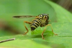 Spilomyia longicornis