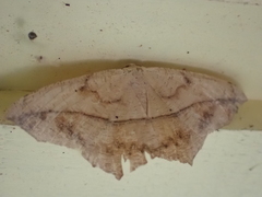 Prochoerodes lineola