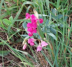 Lathyrus tuberosus