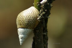 Neogastropoda