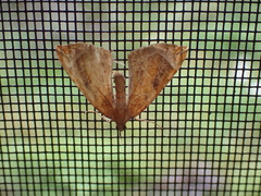 Eulithis testata