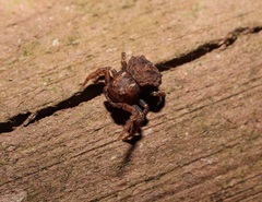 Boliscus tuberculatus