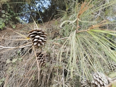 Pinus halepensis