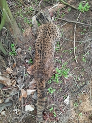 Leopardus guigna