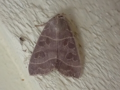 Ipimorpha pleonectusa