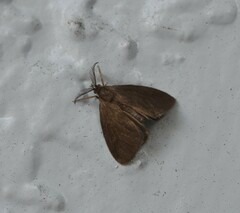 Cryptothelea nigrita