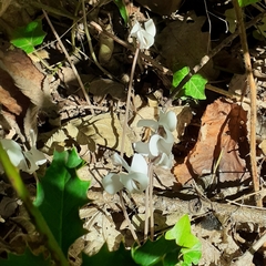 Cyclamen hederifolium