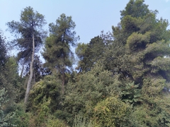 Pinus halepensis