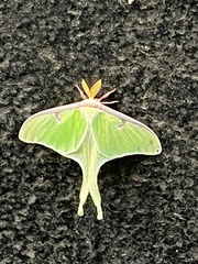 Actias luna