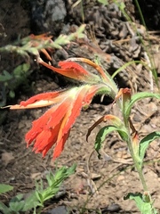 Castilleja applegatei